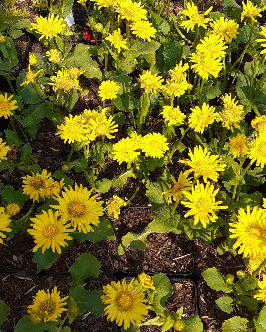 Doronicum orientale 'Little Leo' Gämswurz