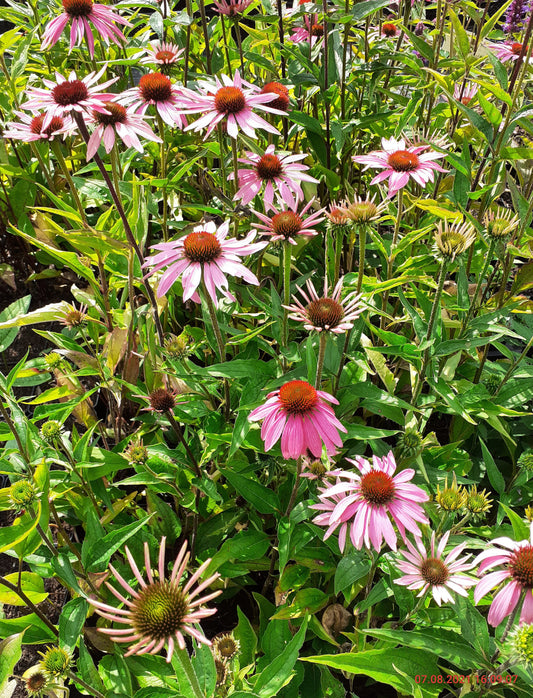 Echinacea purpurea 'Baby Swan Pink' Scheinsonnenhut