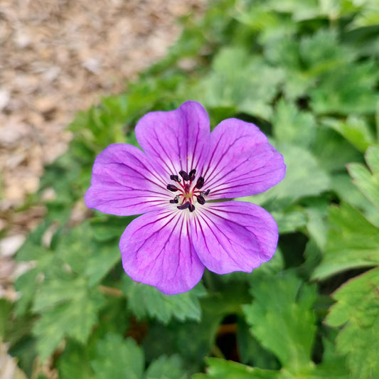 Geranium wallichianum  'Buxton's Variety' Nepal-Storchenschnabel
