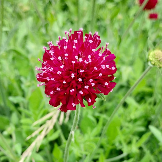 Knautia macedonica 'Mars Midget' Witwenblume