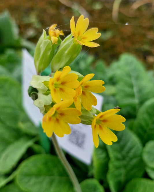 Primula veris subsp. veris Echte Schlüsselblume in Blüte