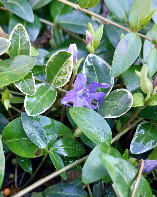 Vinca minor 'Ralph Shugert' Kleinblättriges Immergrün mit Blüte