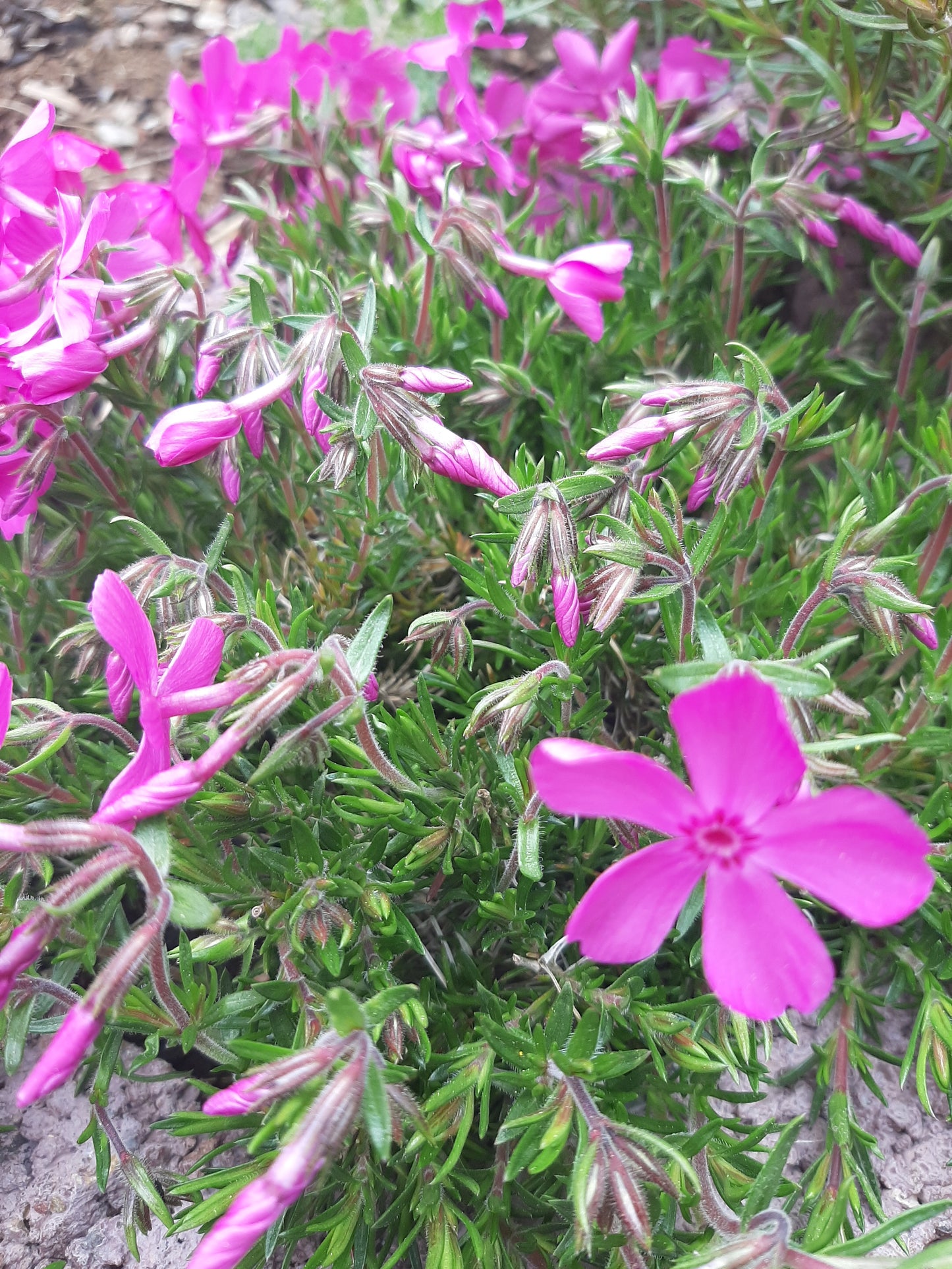 Phlox subulata McDaniel's Cushion' Teppich-Flammenblume