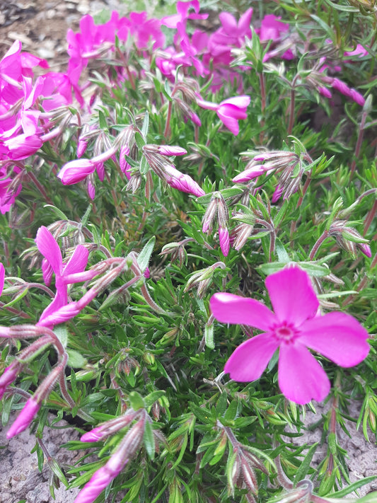 Phlox subulata McDaniel's Cushion' Teppich-Flammenblume