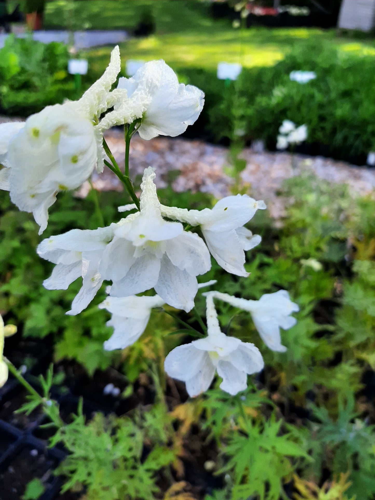 Delphinium × belladonna 'Casa Blanca' Verzweigter Rittersporn