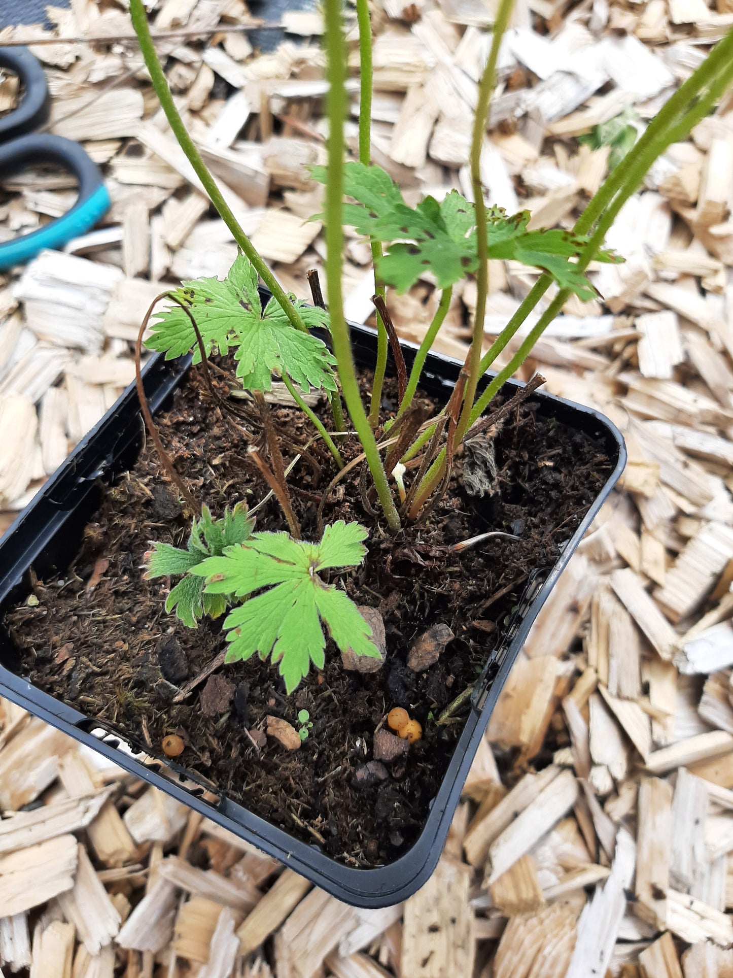 Geranium sylvaticum 'Roseum' Wald- Storchschnabel