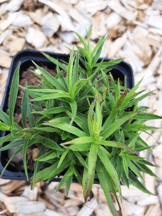 Inula ensifolia 'Compacta' Schwertblättriger Alant