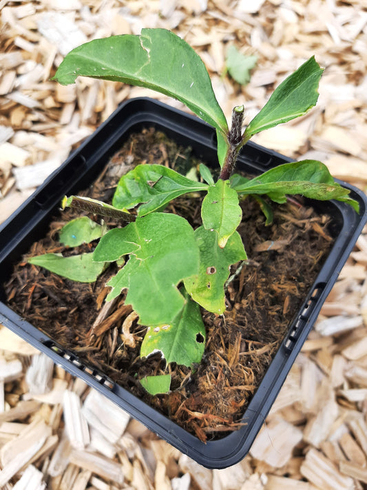 Phlox paniculata 'Blue Paradise' Hohe Flammenblume