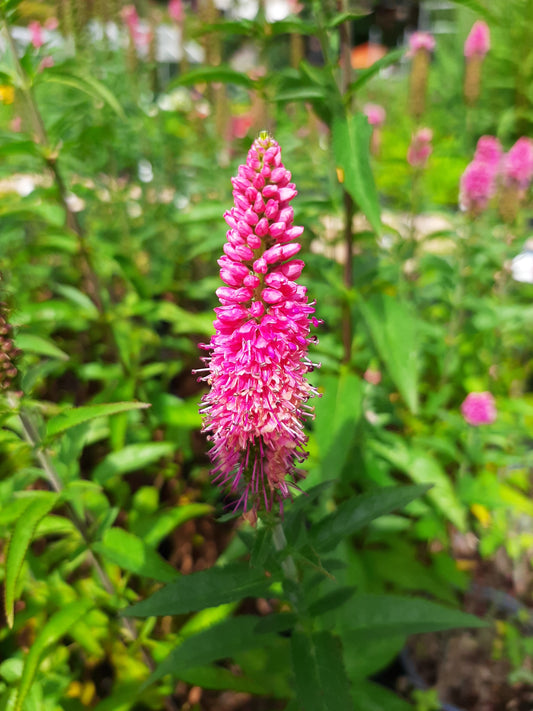 Veronica spicata 'First Love' Ehrenpreis