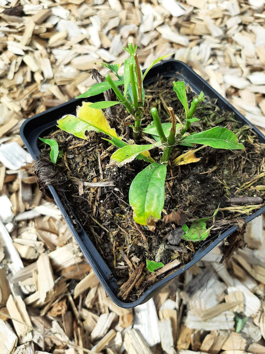 Phlox paniculata 'Elisabeth Arden' Hohe Flammenblume