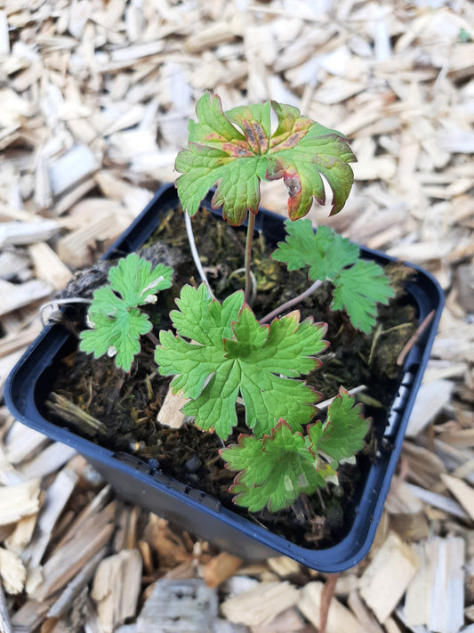 Geranium himalayense 'Alpinum' Himalaya-Storchschnabel