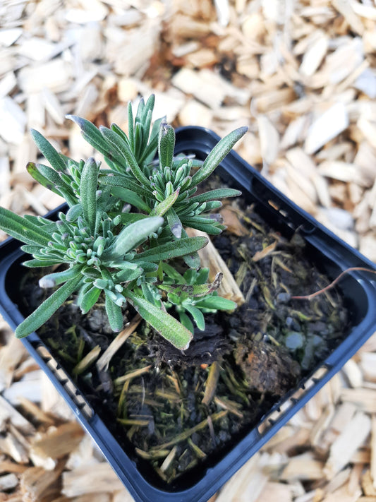 Lavandula angustifolia 'Rosea' Rosablühender Lavendel