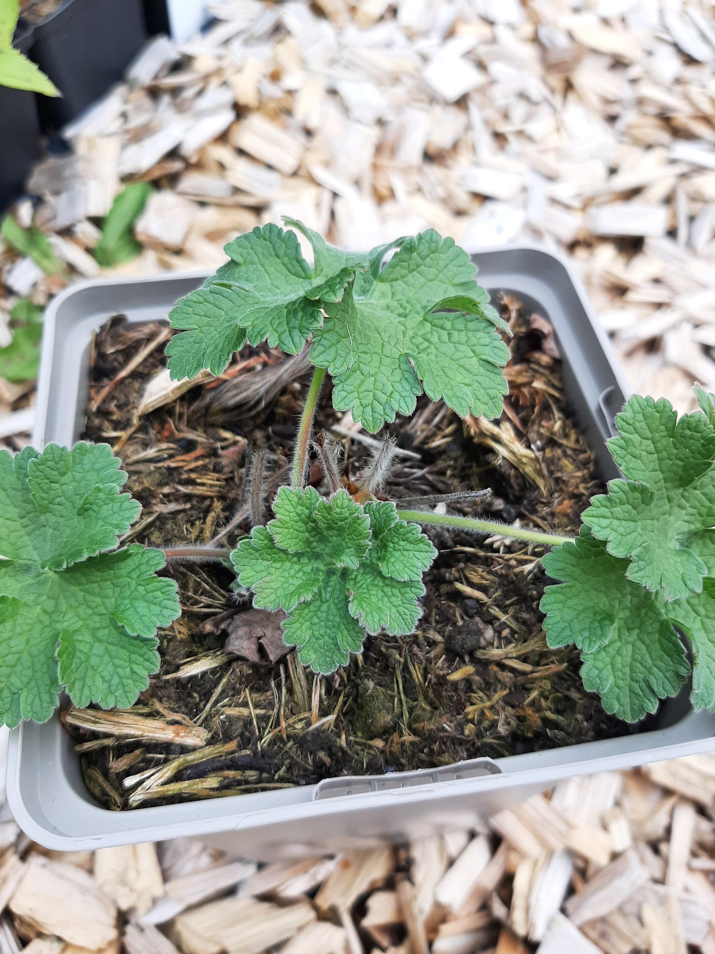 Geranium x magnificum 'Ernst Pagels' Prächtiger Storchschnabel