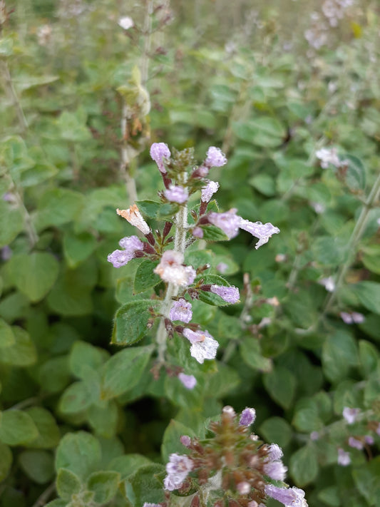 Calamintha nepeta 'Blue Cloud Strain' Kleinblütige Bergminze