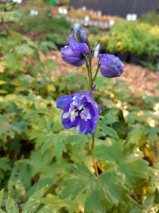 Delphinium × cultorum Pacific 'Blue Bird' Rittersporn
