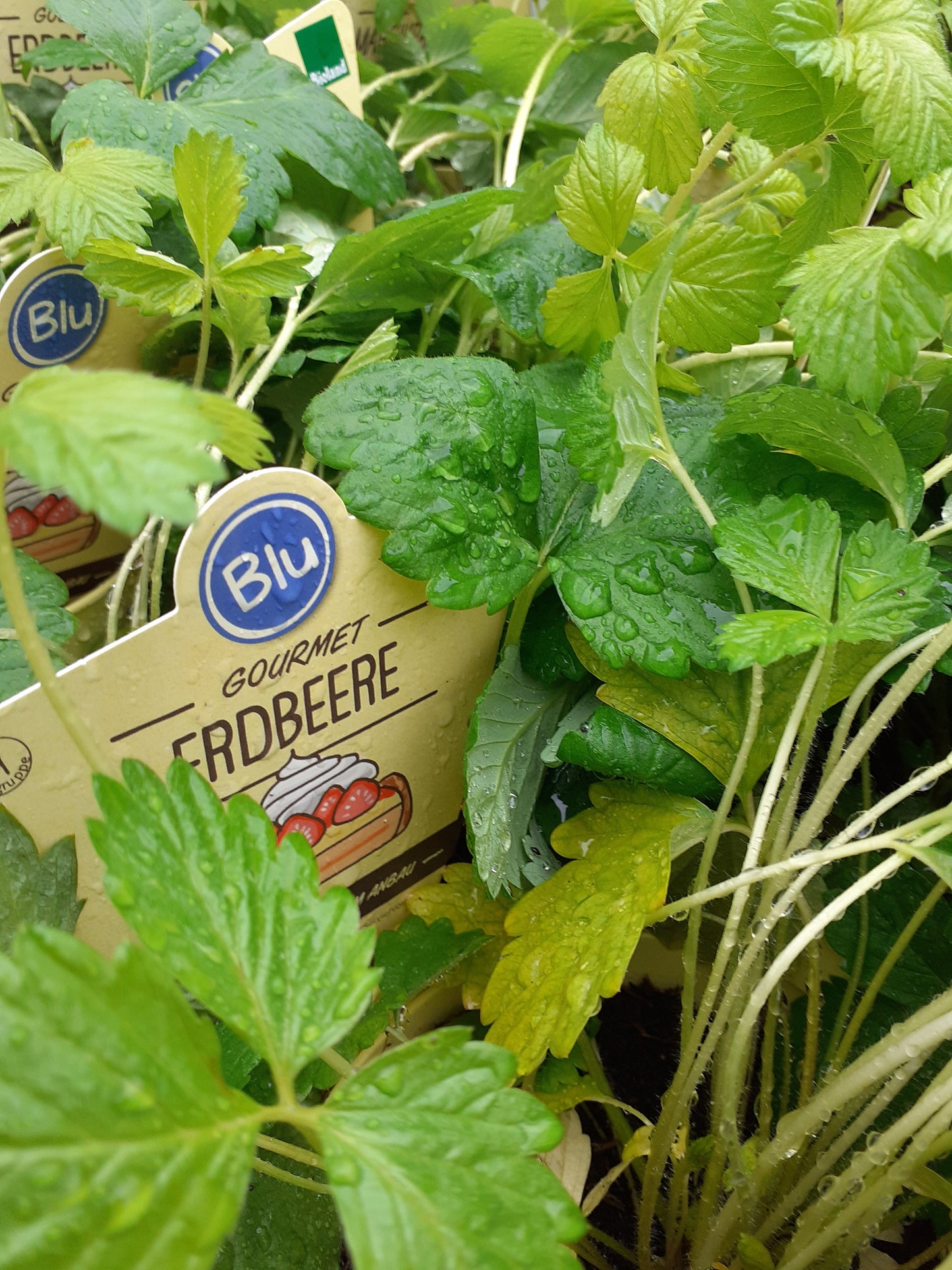 Blu Bio Erdbeere Fragaria vesca