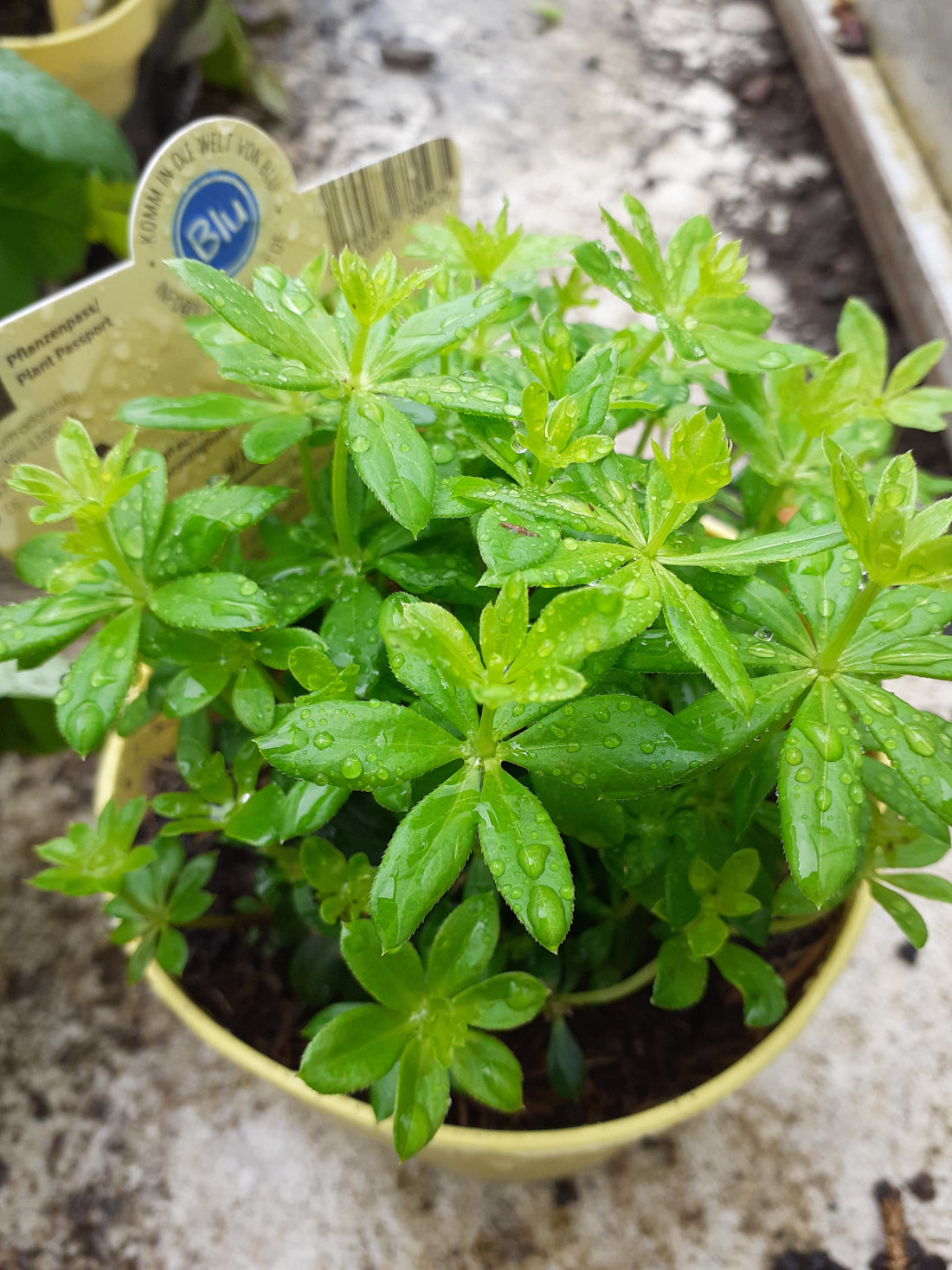 Blu Bio Waldmeister Galium odoratum