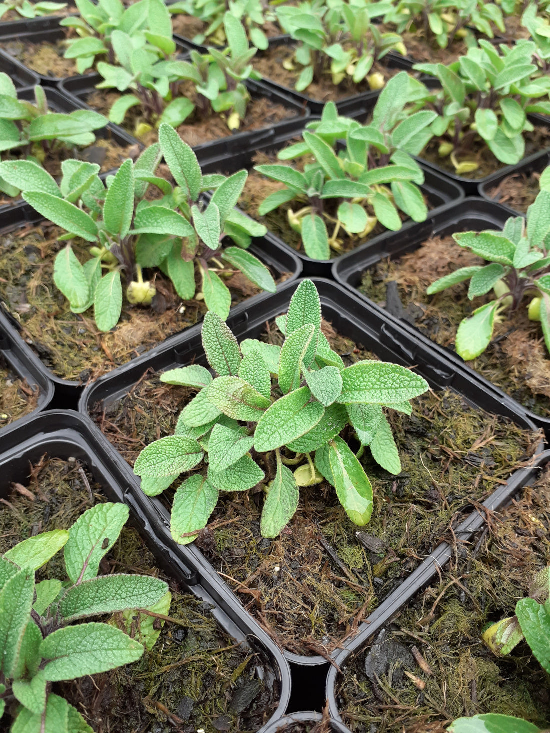 Salvia officinalis Echter Salbei