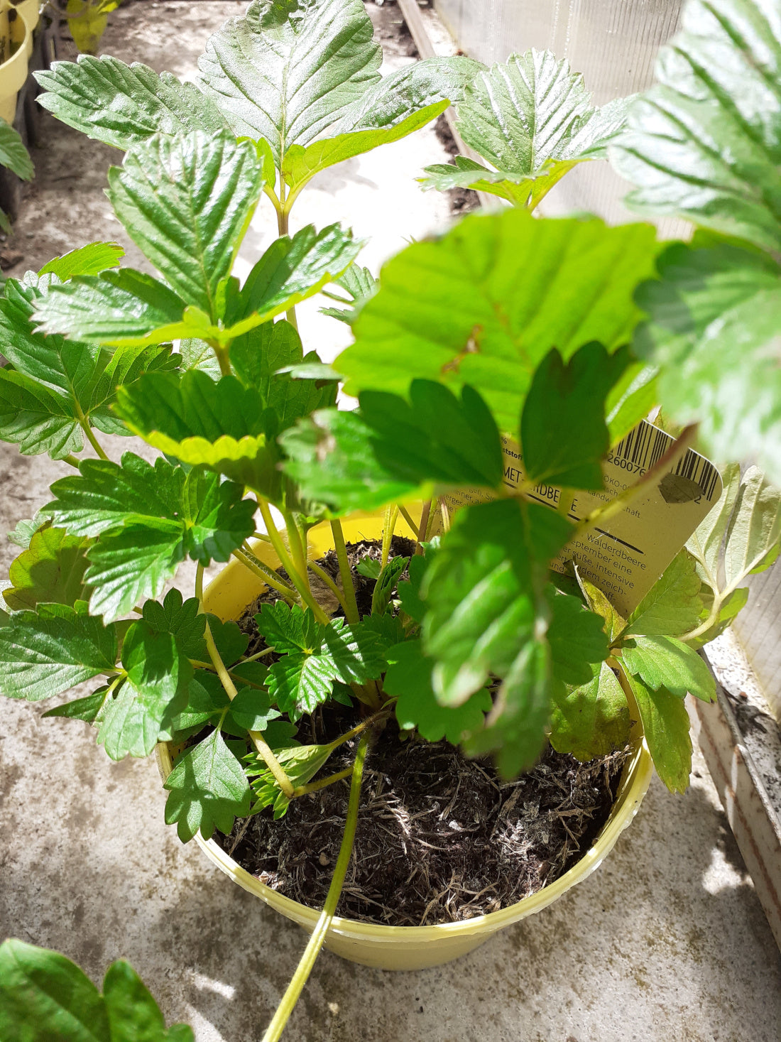 Blu Bio Erdbeere Fragaria vesca