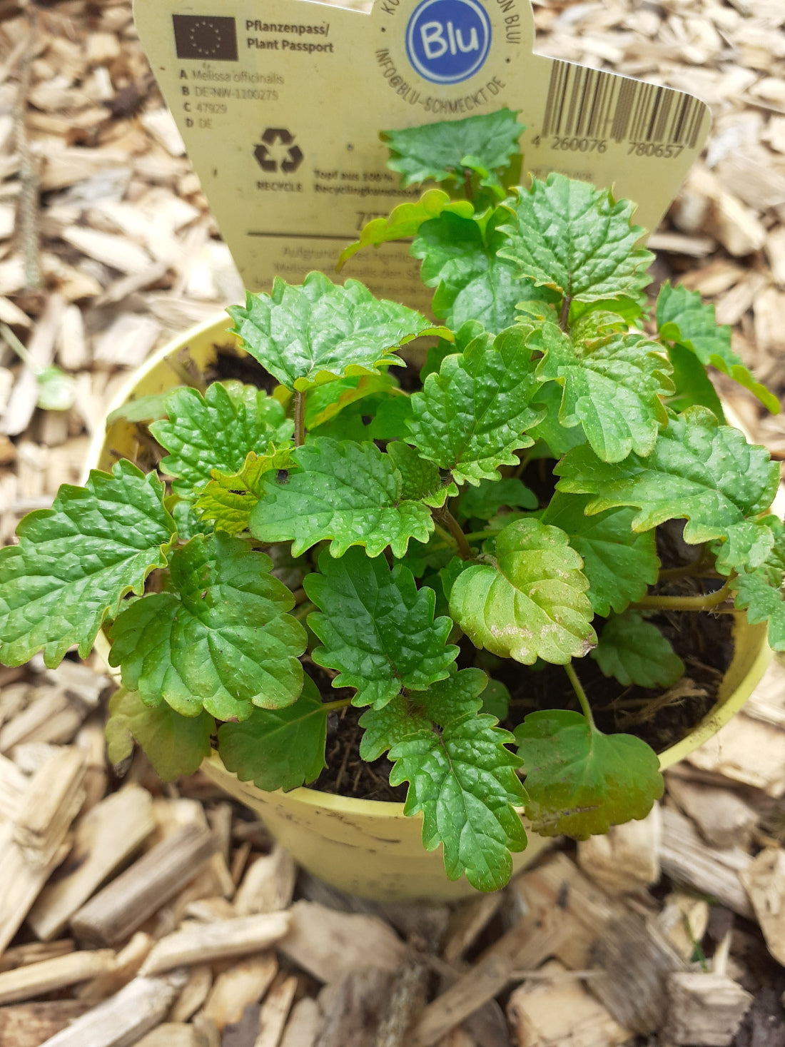 Blu Bio Zitronenmelisse Melissa officinalis