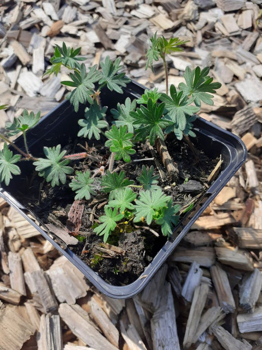 Geranium sanguineum 'Tiny Monster' Blut-Storchschnabel
