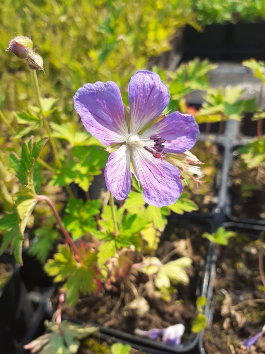 Geranium himalayense 'Alpinum' Himalaya-Storchschnabel