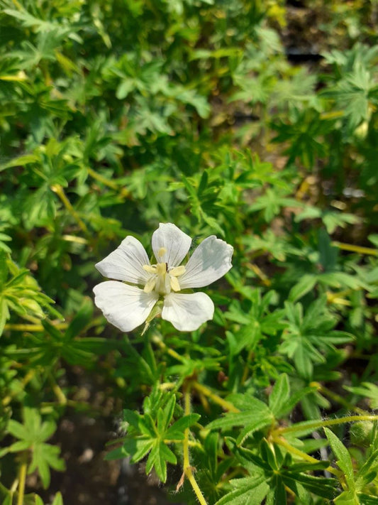 Geranium sanguineum 'Album' Schnee-Storchschnabel