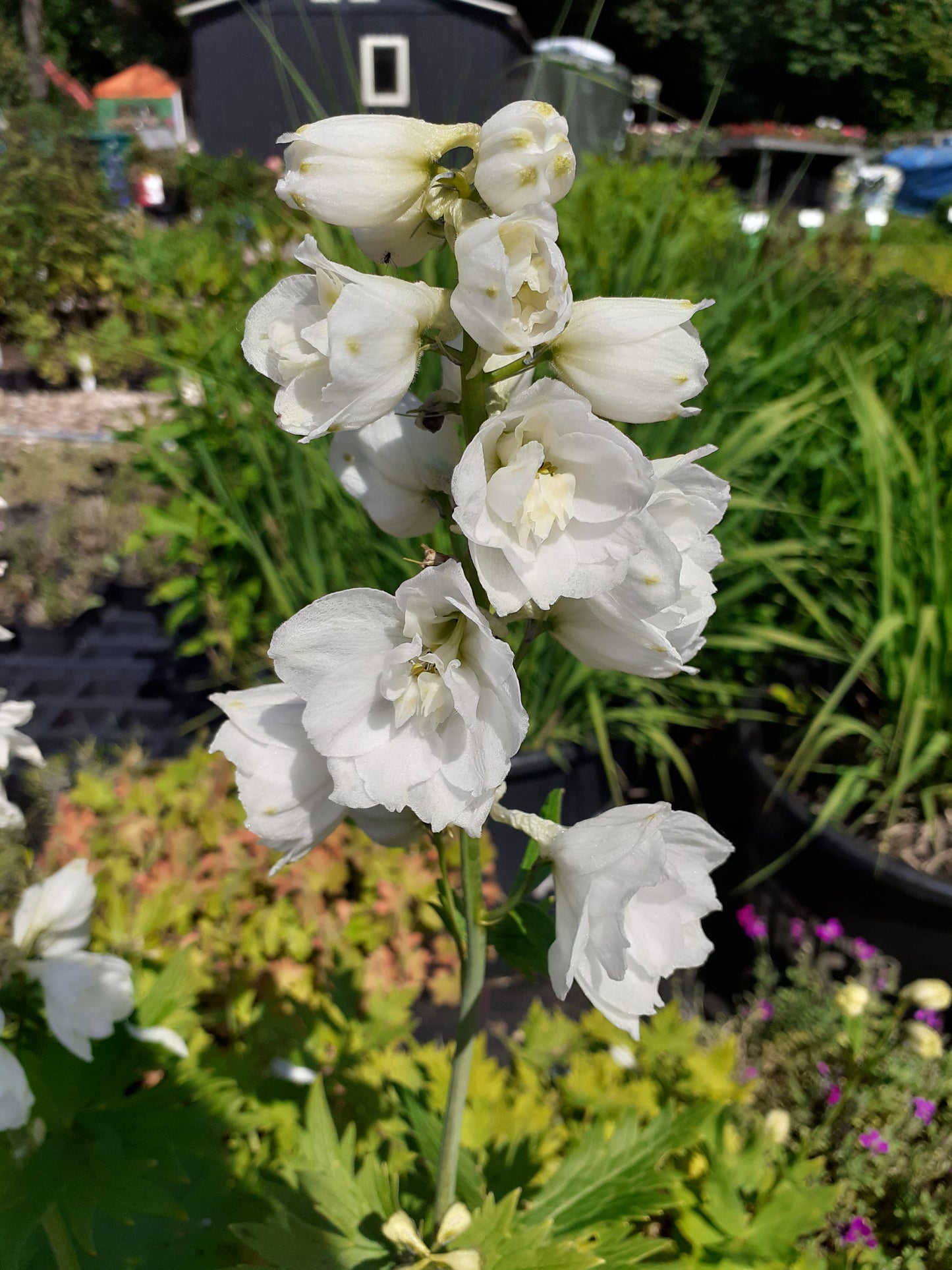 Delphinium × cultorum Pacific-Magic Fountains 'Weiß' Rittersporn