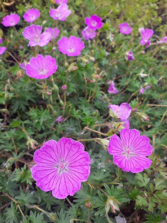 Geranium sanguineum 'Tiny Monster' Blut-Storchschnabel