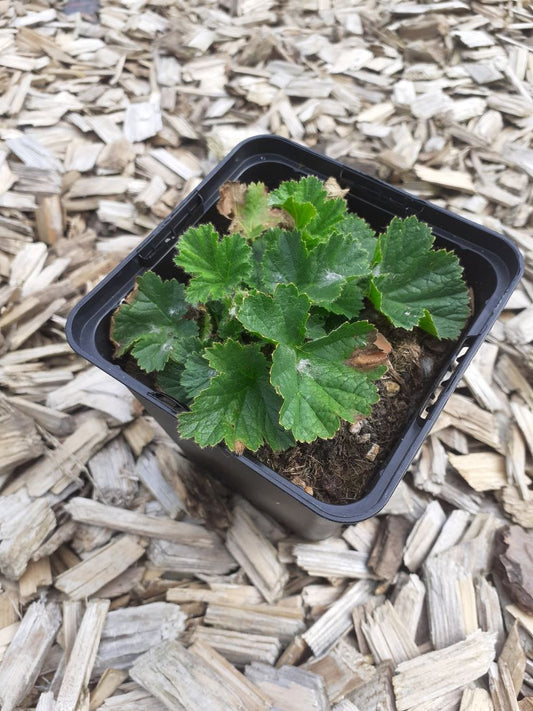 Geum chiloense 'Goldball' Nelkenwurz