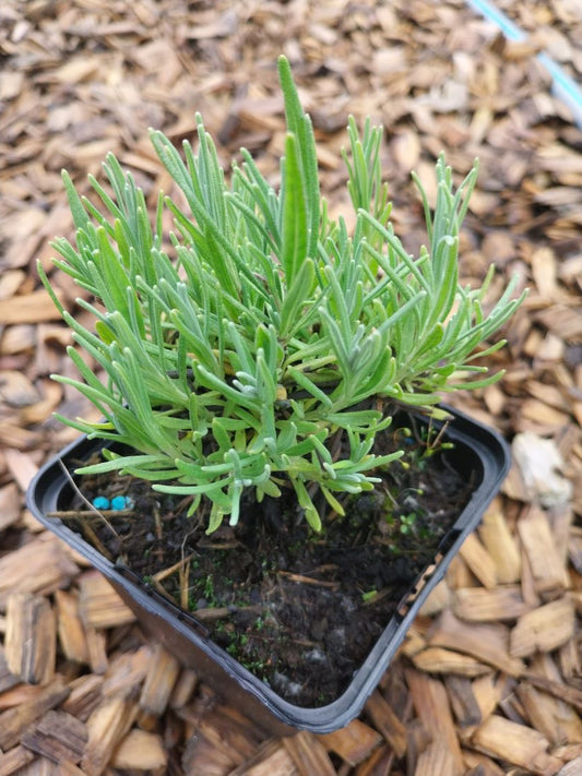 Lavandula angustifolia 'Peter Pan' Zwerg-Lavendel