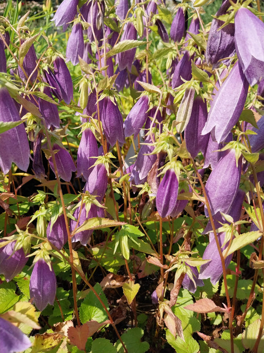 Campanula punctata 'Moorgeist' Gepunktete Glockenblume