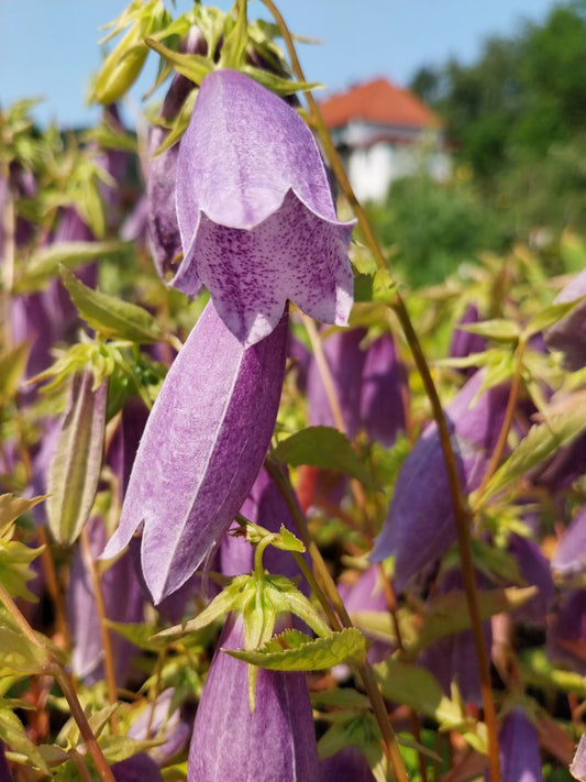 Campanula punctata 'Moorgeist' Gepunktete Glockenblume