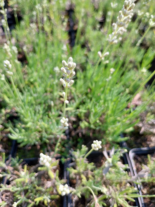 Lavandula angustifolia 'Blue Mountain White' Lavendel