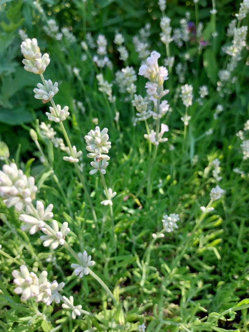 Lavandula angustifolia 'Nana Alba' Weißblühender Lavendel