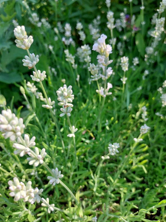 Lavandula angustifolia 'Nana Alba' Weißblühender Lavendel