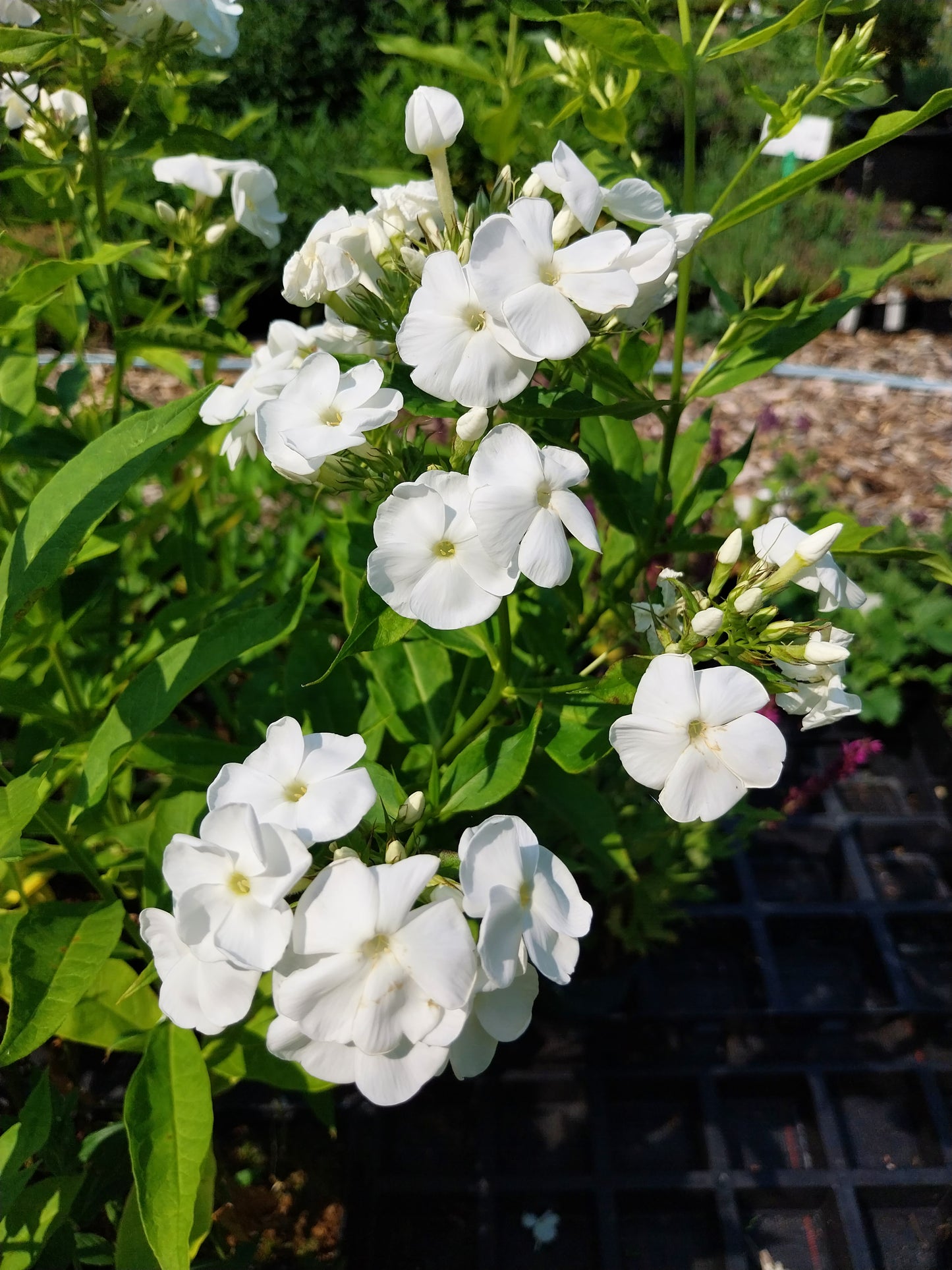 Phlox paniculata 'White Admiral' Hohe Flammenblume