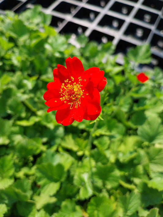 Geum chiloense 'Feuerball' Nelkenwurz