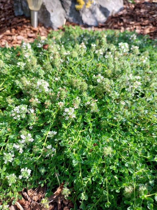 Thymus praecox 'Wirral White' Frühblühender Thymian
