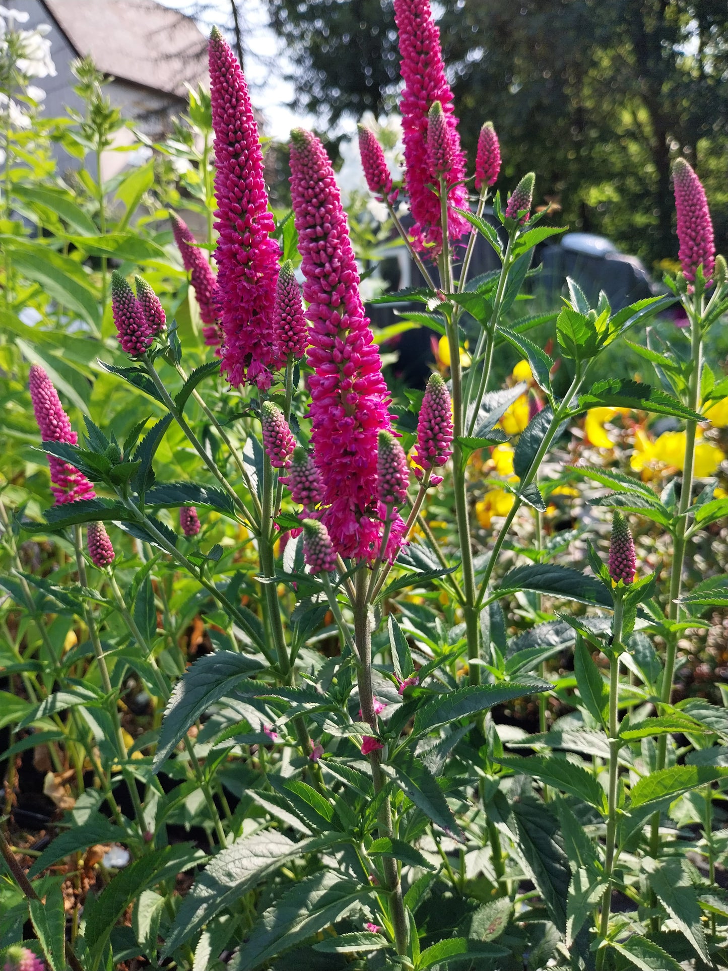 Veronica spicata 'First Love' Ehrenpreis