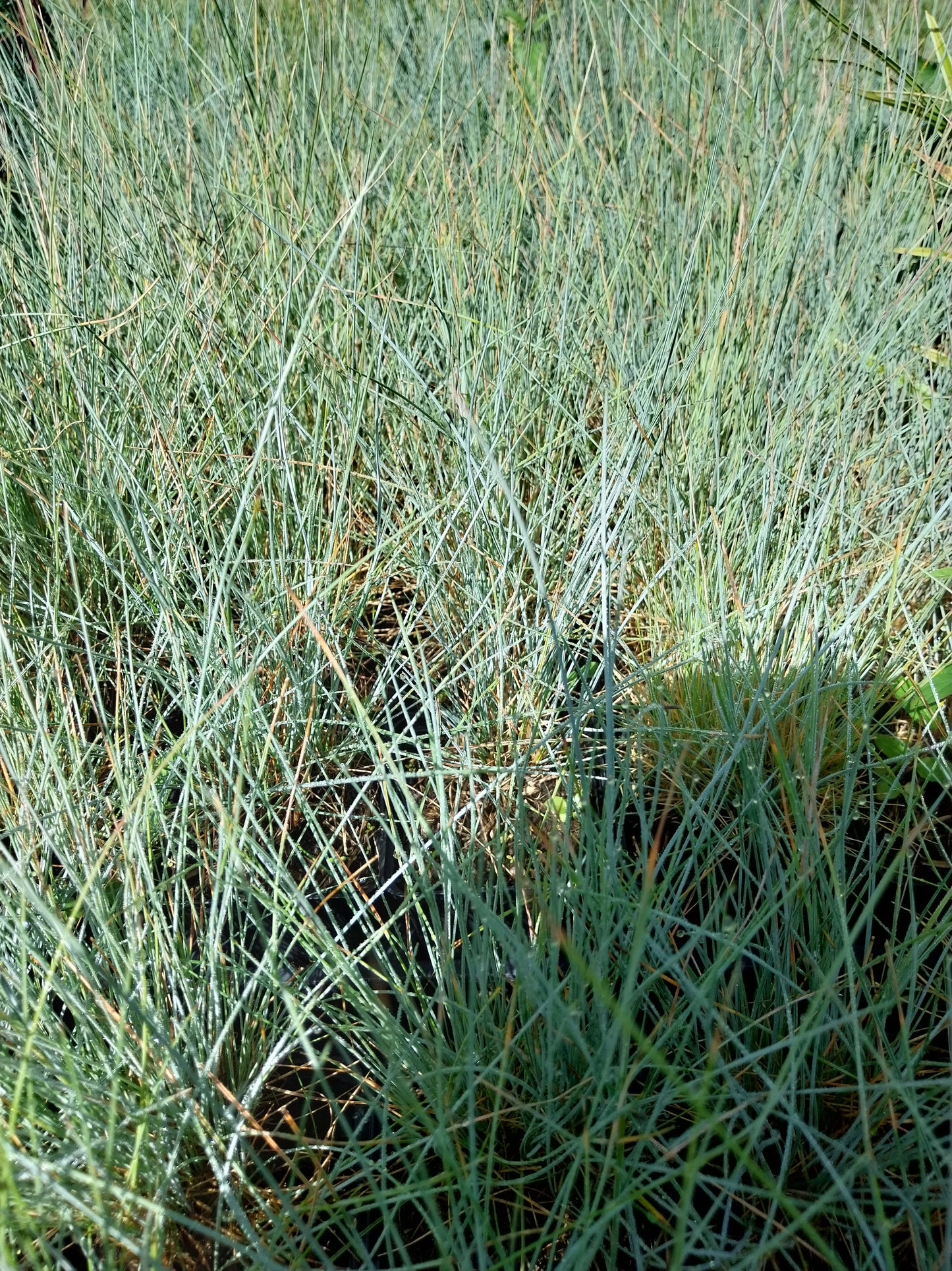 Festuca glauca Blau-Schwingel