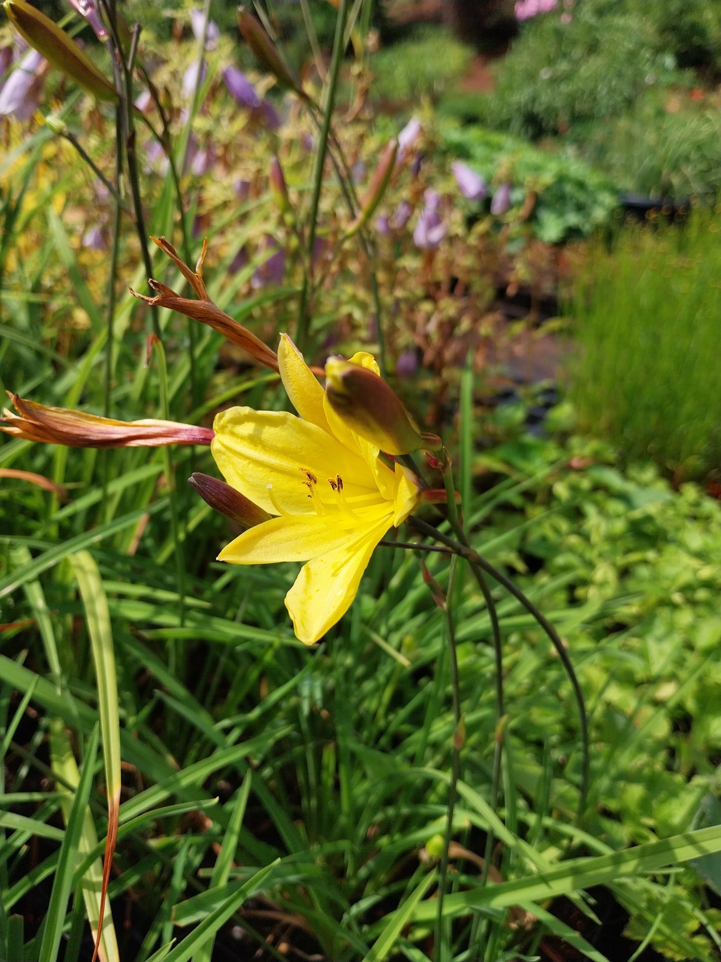 Hemerocallis cultorum 'Corky' Taglilie