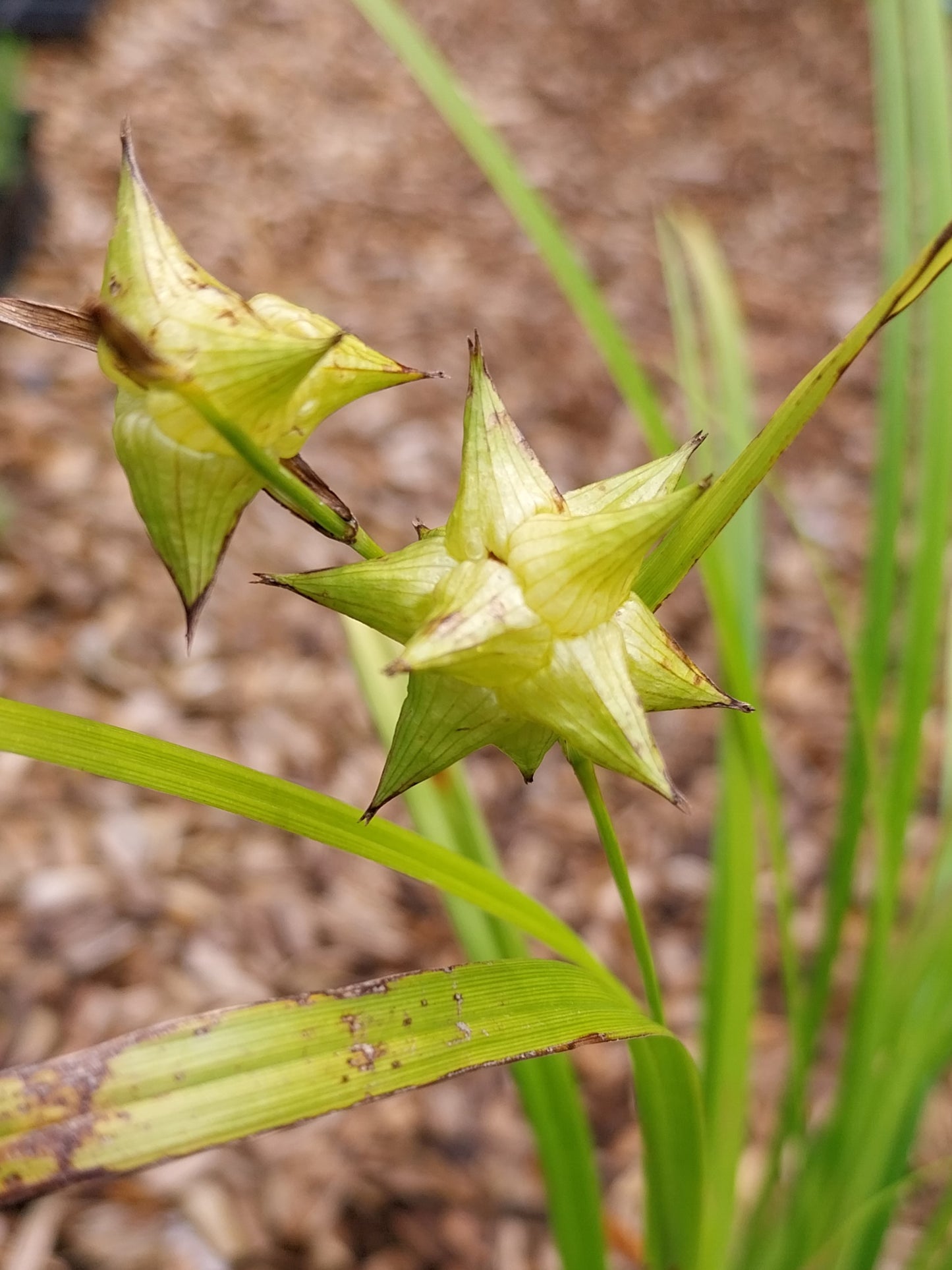 Carex grayi Morgenstern-Segge