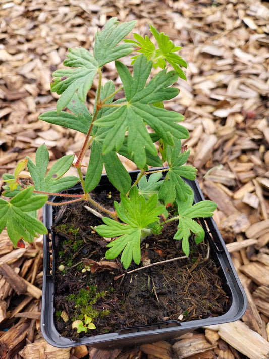 Geranium sanguineum 'Max Frei' Blut-Storchschnabel