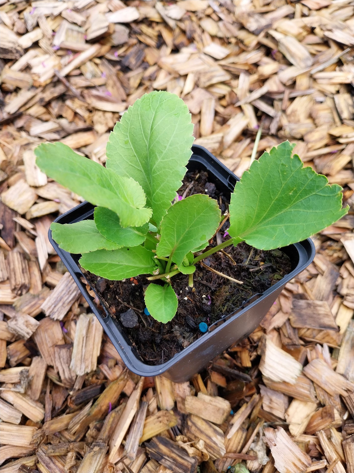 Eryngium planum Edeldistel, Flachblättriger Mannstreu
