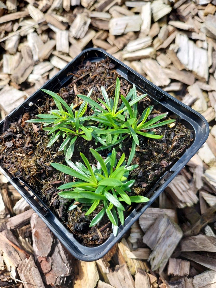 Lychnis alpina Alpen-Lichtnelke