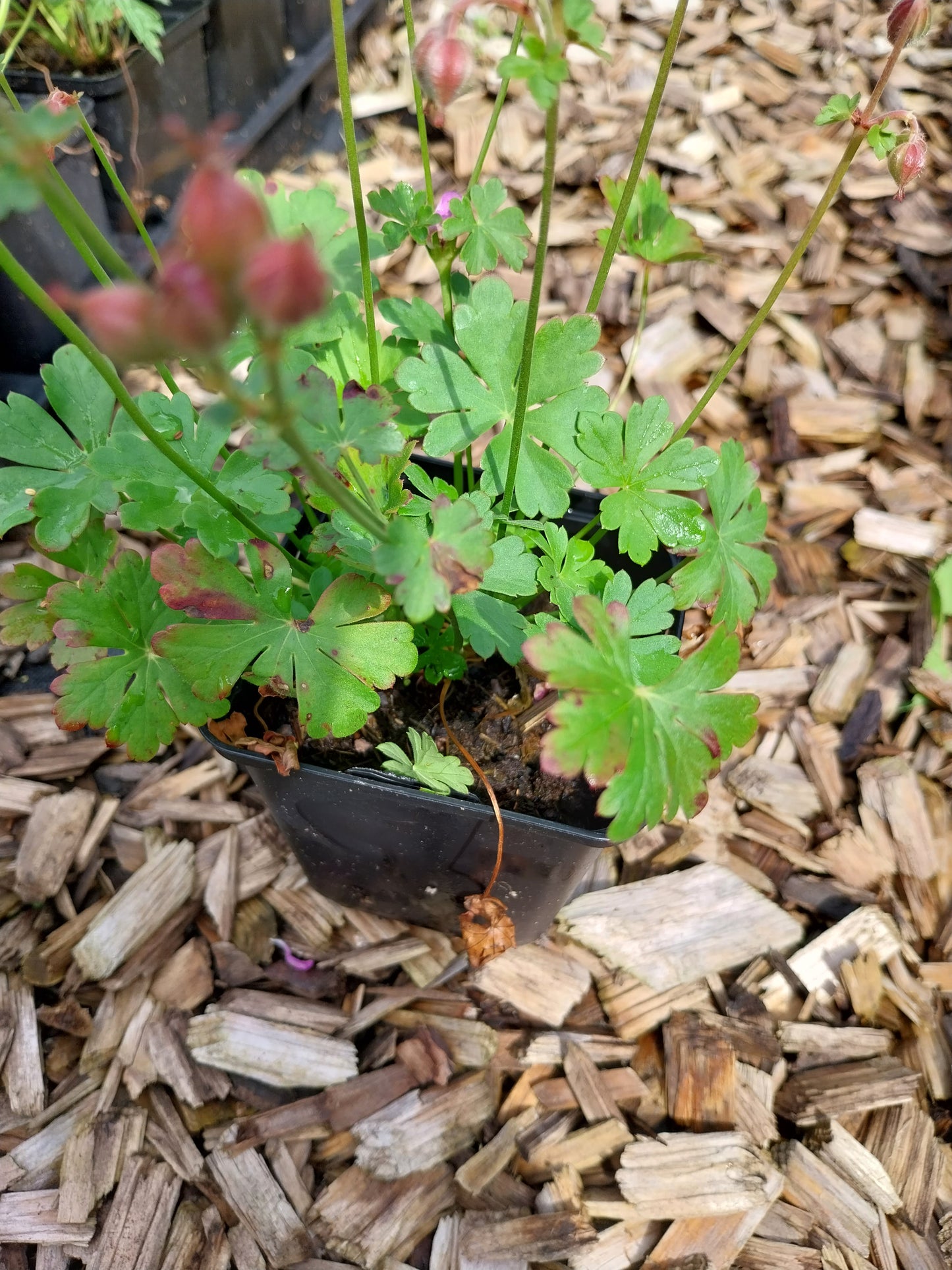 Geranium × cantabrigiense 'Cambridge' Storchschnabel