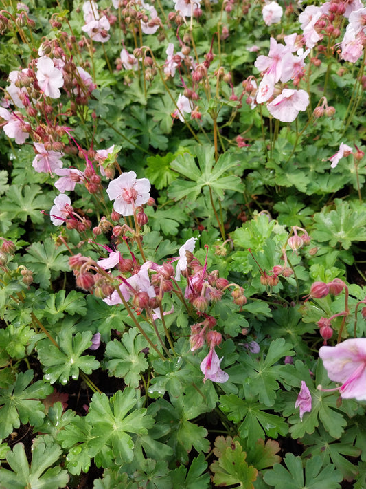 Geranium × cantabrigiense 'Biokovo' Storchschnabel