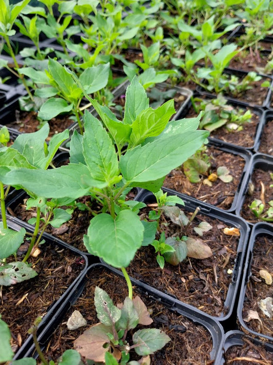 Monarda fistulosa 'Schneewittchen' Indianernessel