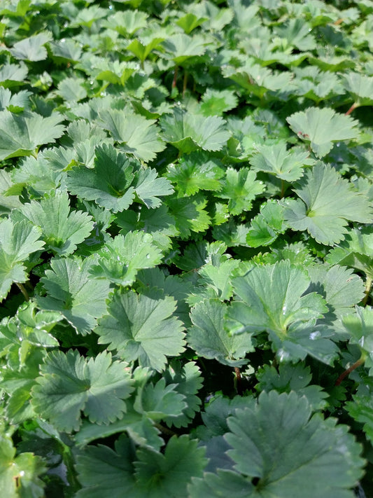 Alchemilla erythropoda Zwergiger Frauenmantel